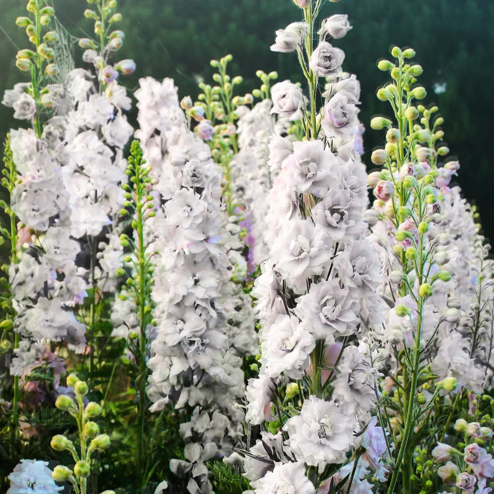 larkspur flower seeds Larkspur Seeds - White King Rocket - Snow Delphinium Consolida