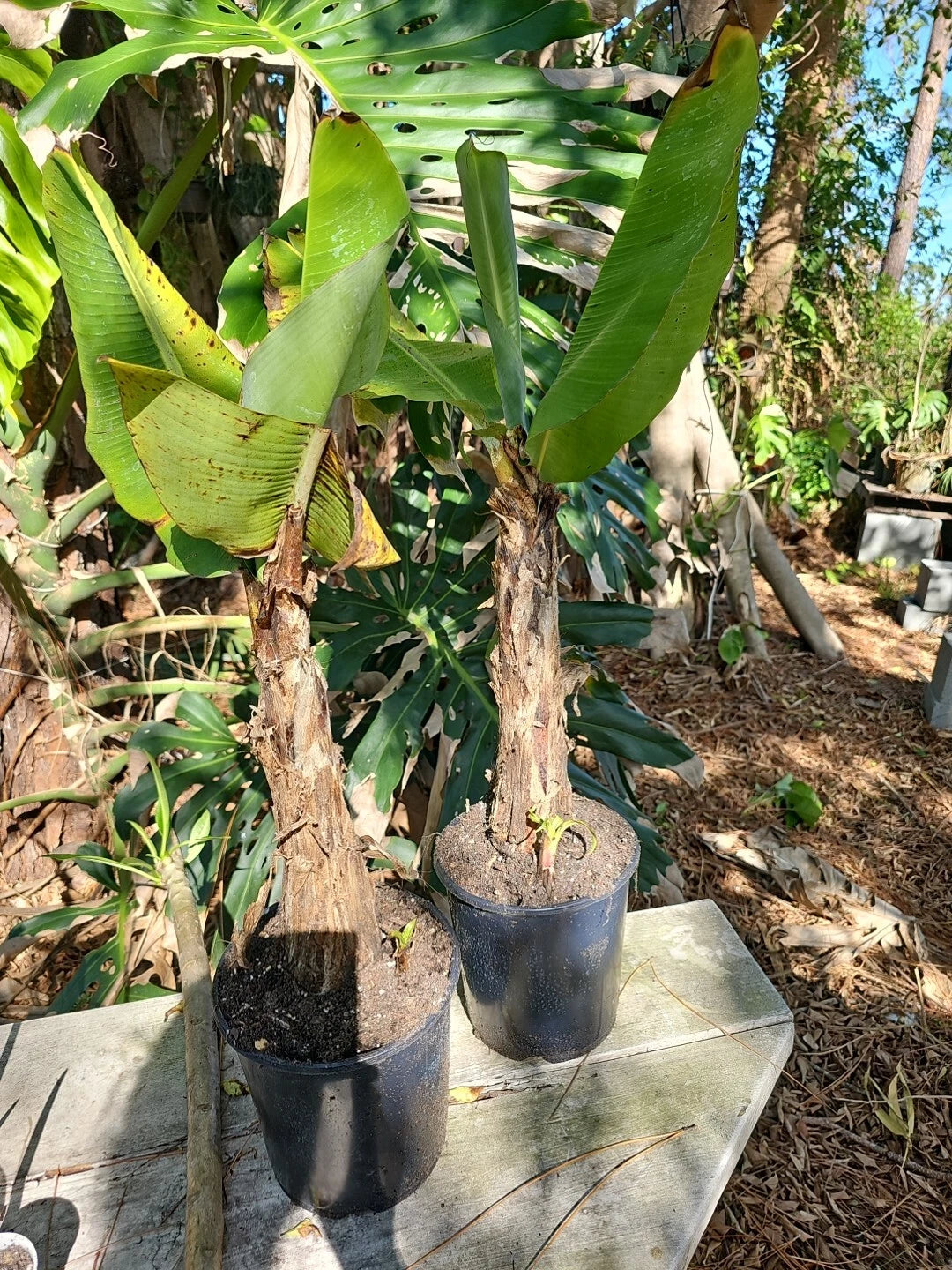 Dwarf Cavendish Banana Tree 2.5 Ft Tall with Pup - Musa acuminata