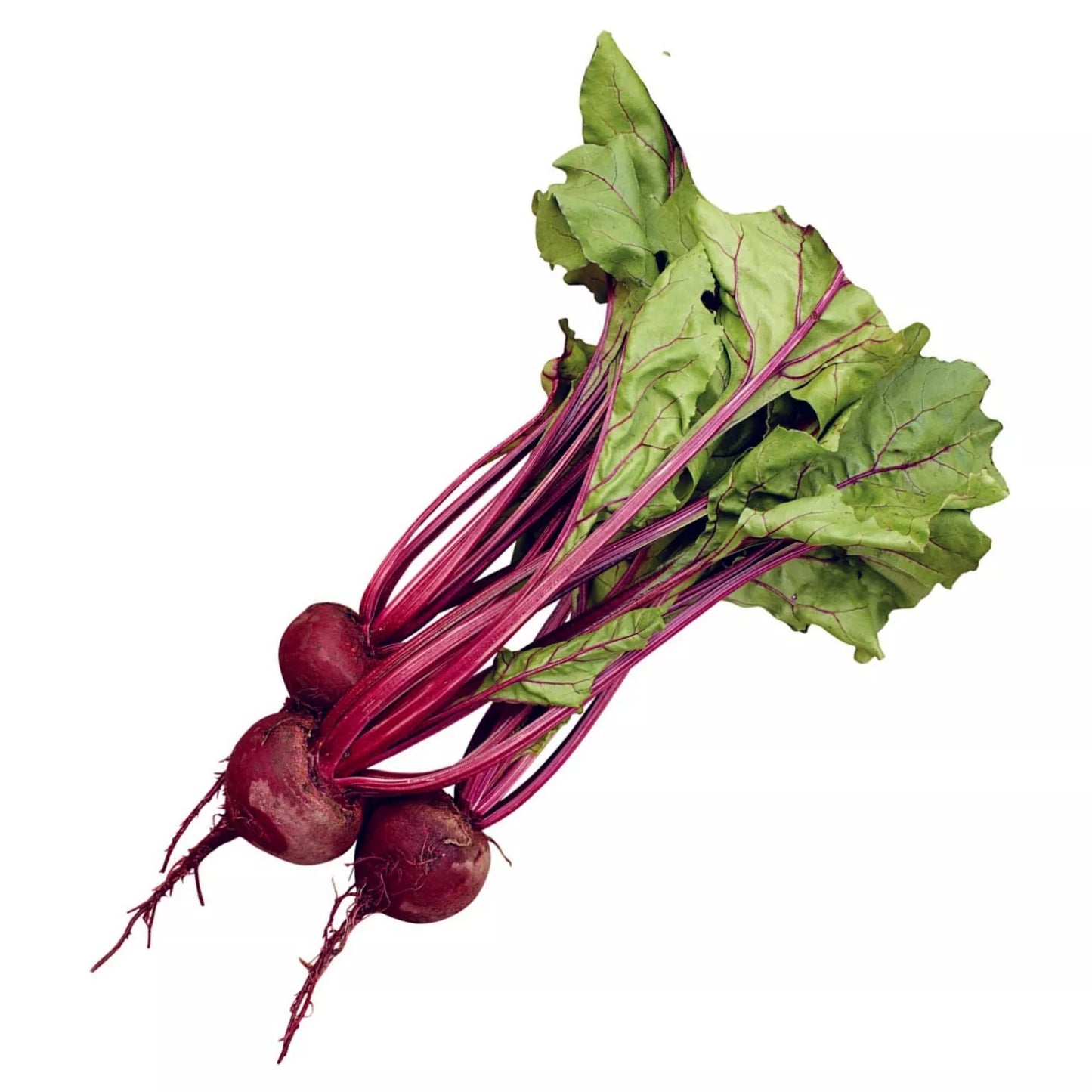 Beet Seeds - 500+ Count - Early Wonder (Beta vulgaris) - Heirloom Vegetable Seeds for Home Garden