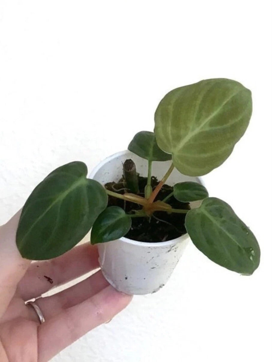 Philodendron El Choco Red Small Starter Plant - Rooted Houseplant for  Vivarium/Terrarium