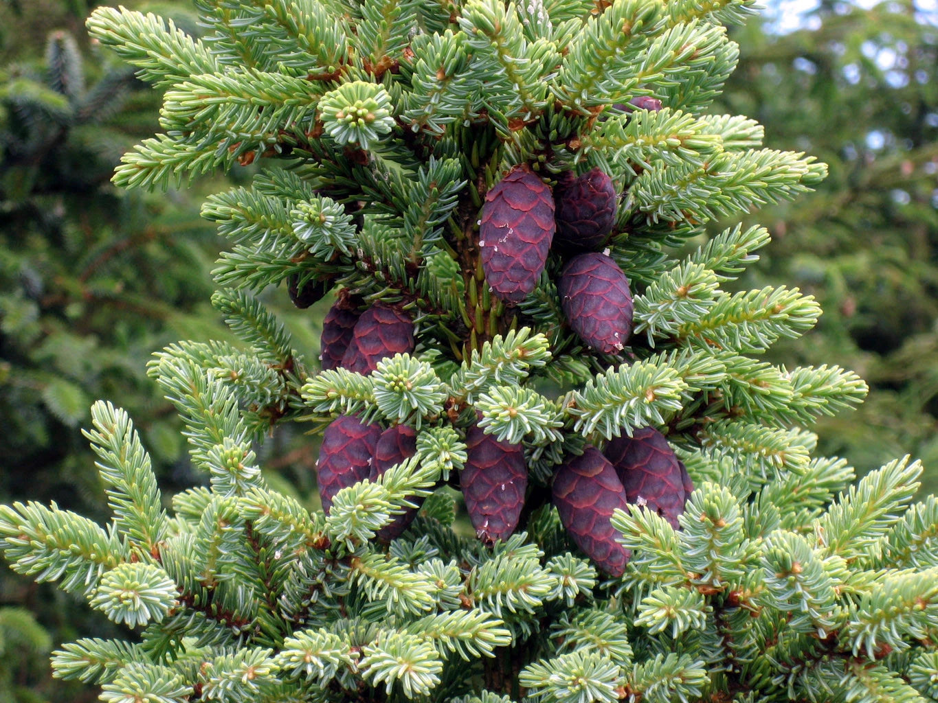 Black Spruce Tree Seeds, 50 Seeds, Picea mariana, Native Evergreen Conifer, Ideal for Reforestation and Landscaping