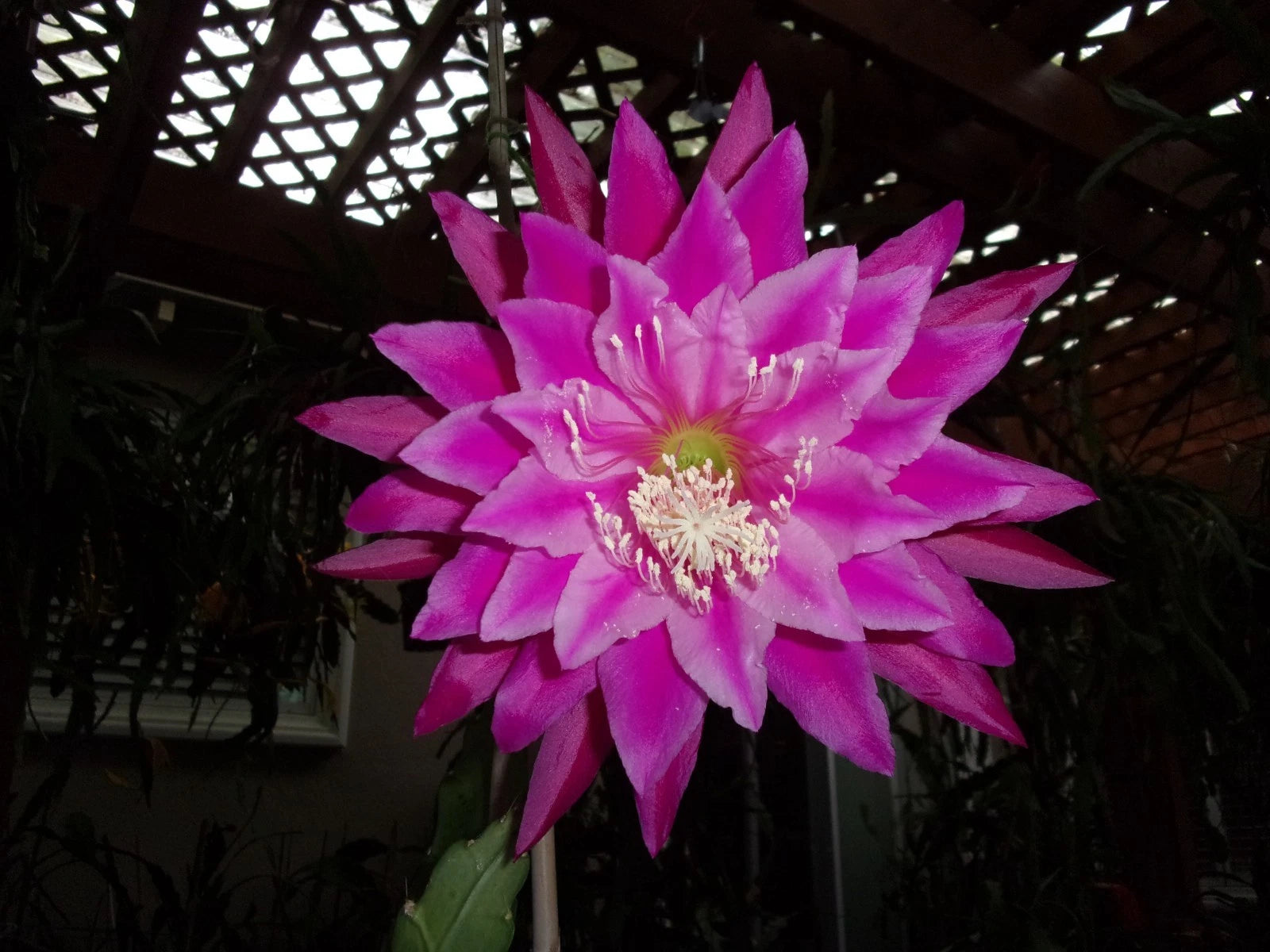 indoor kiwi plant Epiphyllum Orchid Cactus Cutting - Kiwi Fanfare - Unique Succulent Plant