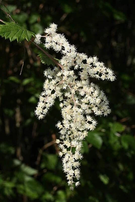 spray garden seed Ocean Spray Bush Seeds - 50 Seeds - Cream Bush, Holodiscus discolor