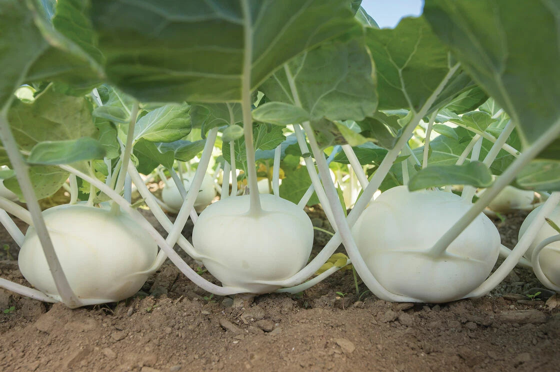 Kohlrabi Seeds, 50+ Pure White Seeds for Planting, Beas Kohlrabi (Brassica oleracea var. gongylodes)