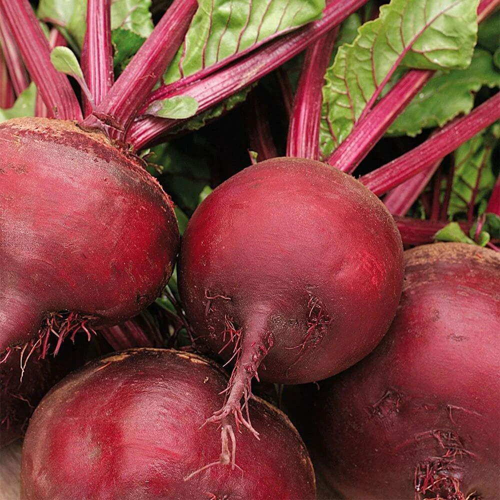 Beetroot Seeds - 100+ Seeds Detroit Dark Red Beet (Beta vulgaris) - Vegetable Garden Seeds USA