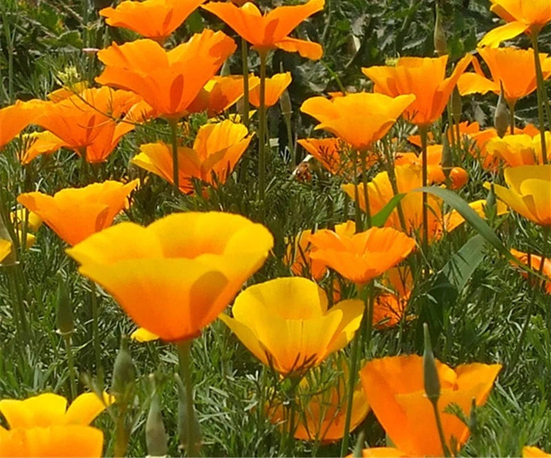 California Poppy Seeds 200 Count - Bright Orange Flower Seeds - Eschscholzia californica