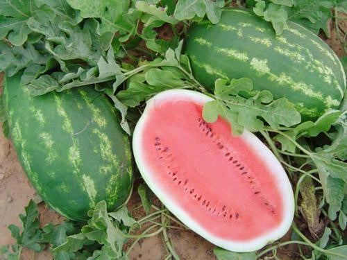 Allsweet Watermelon Seeds - 50+ Pack for Garden Planting - Citrullus lanatus - USA Origin, Free Shipping