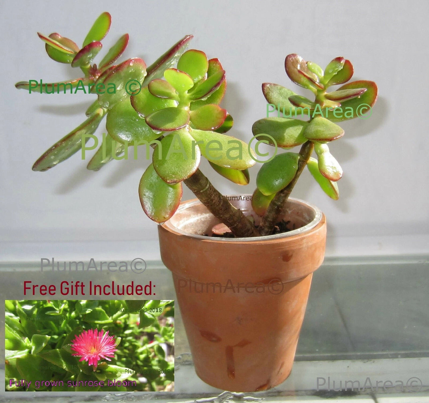 Rooted 12" Jade Plant Succulent, Crassula Ovata, Drought Resistant Houseplant, Easy Care Indoor Plant