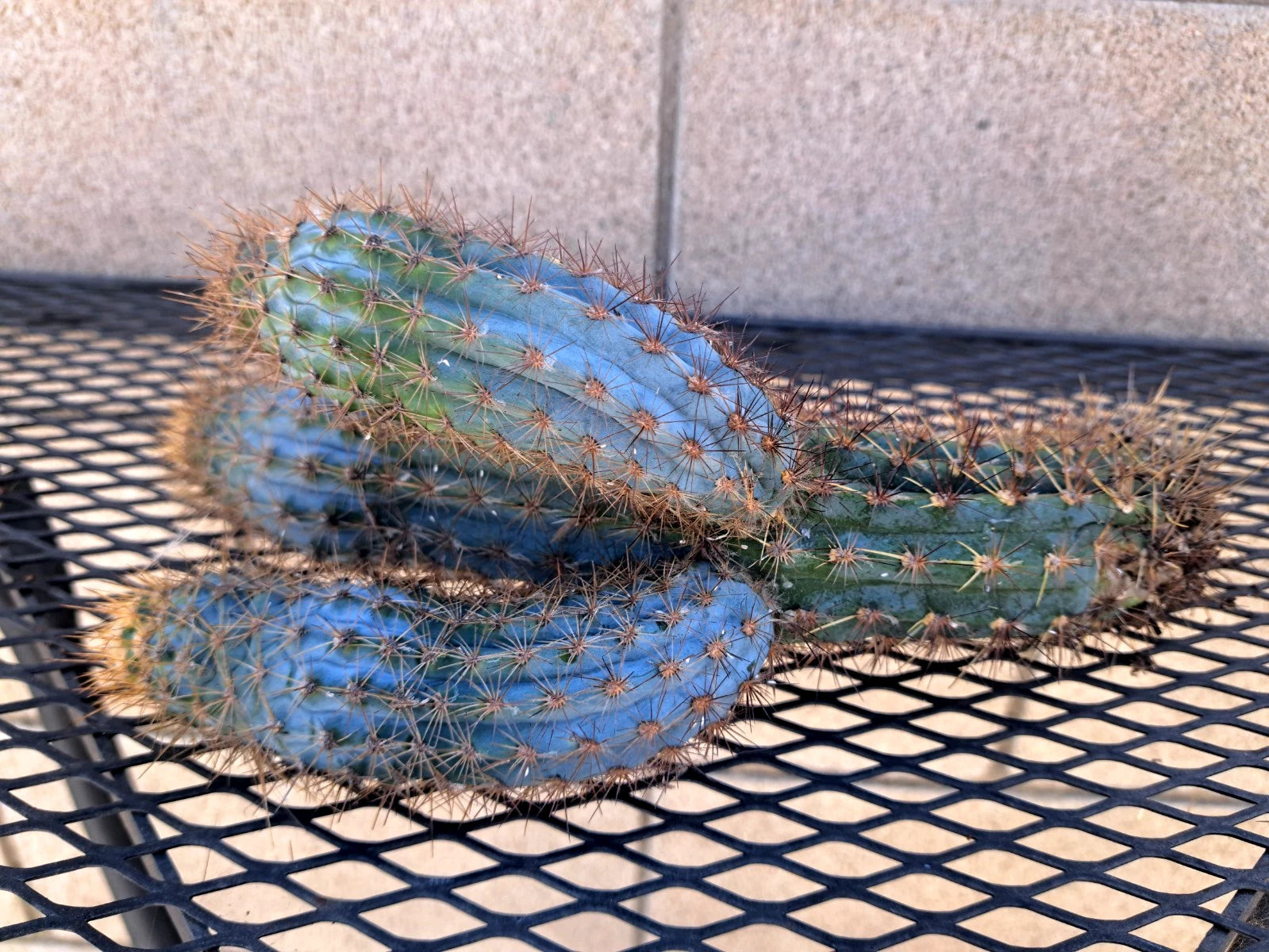 blue cactus succulent Pilosocereus Flexibilispinus Cactus Cutting 10