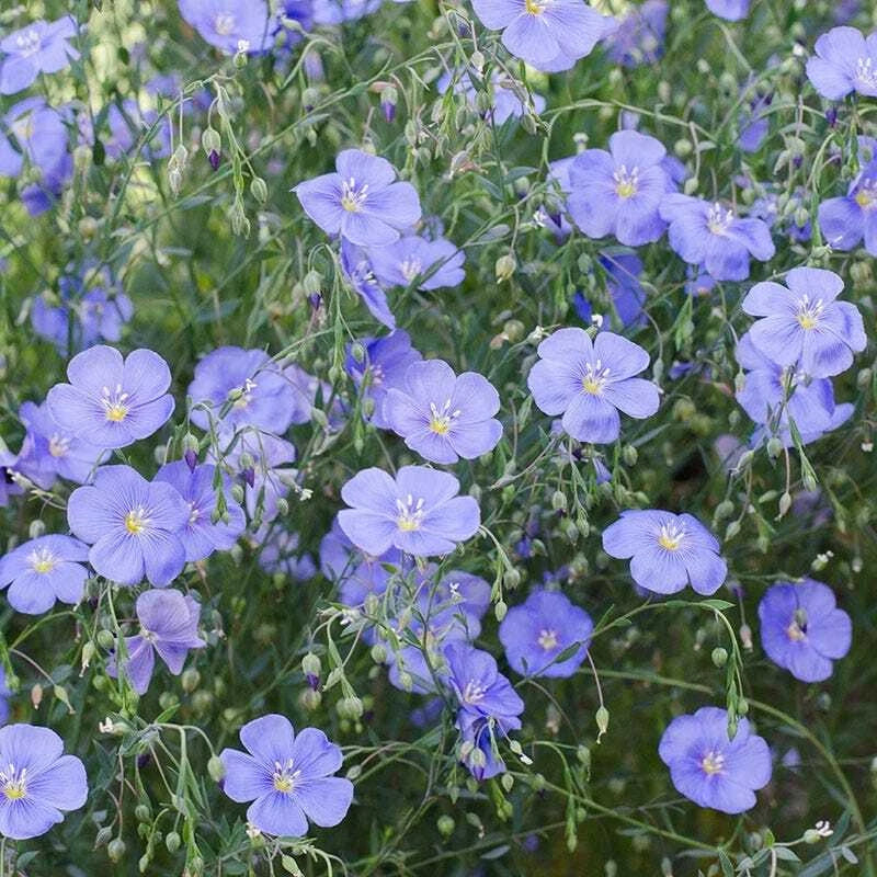 Blue Flax Seeds - 500 Non-GMO American Native Wildflower Seeds - Linum lewisii - Perennial Plant
