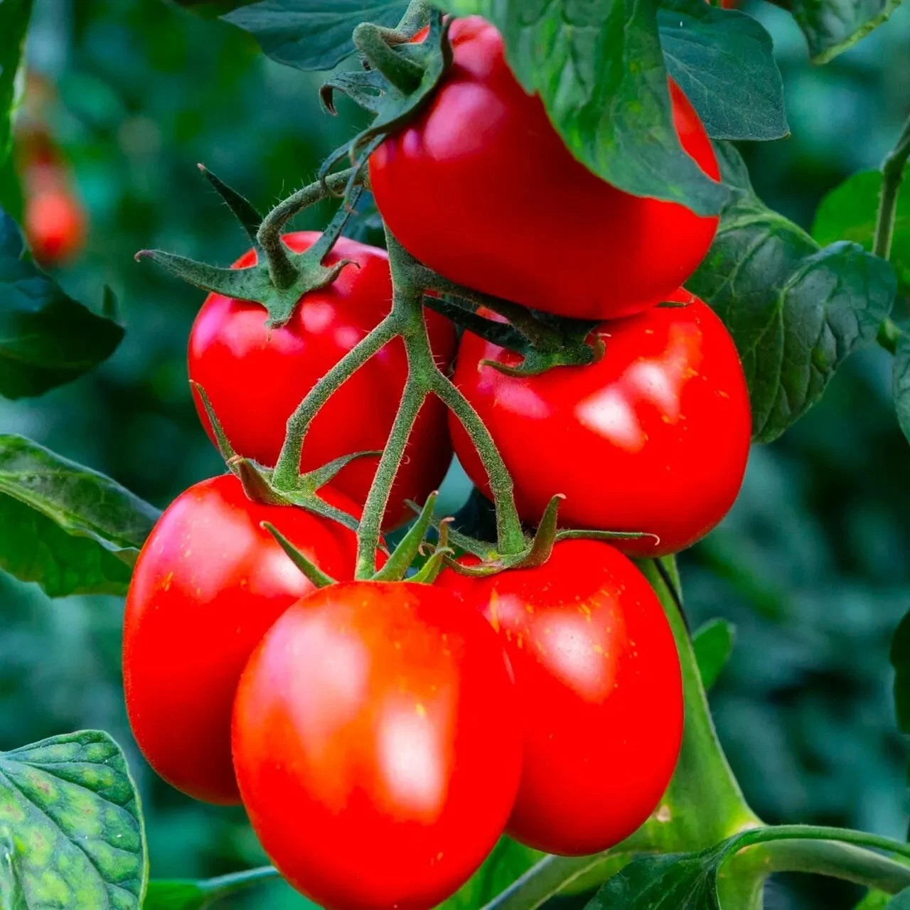 Rio Grande Tomato Seeds - 120+ Organic Heirloom Non-GMO - Fresh Gardening Seeds for Home Planting