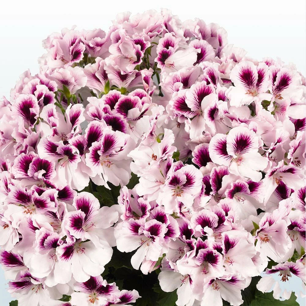 White Purple Geranium Seeds - 10 Perennial Flower Seeds for Garden - Geranium spp. - US Seller