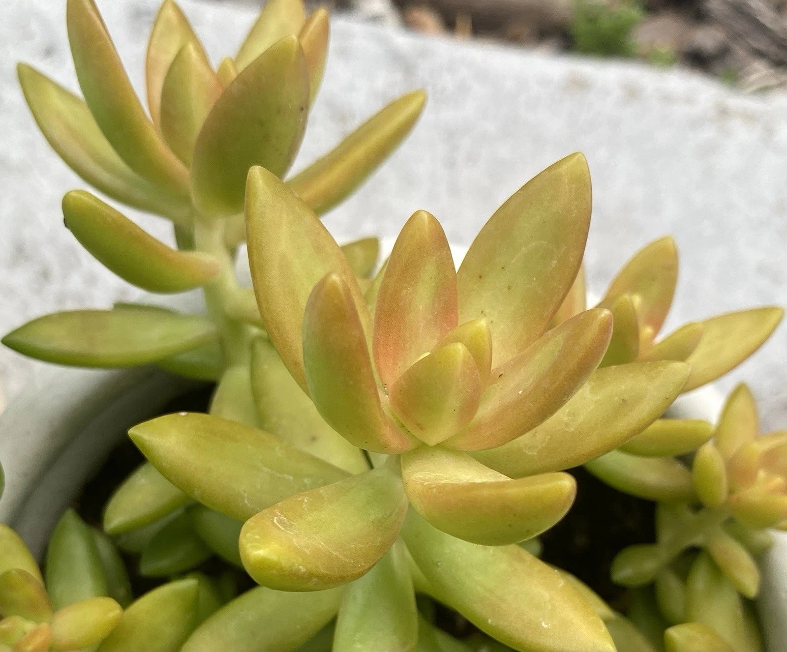 Sedum Adolphii Live Succulent Plant Cutting in 2