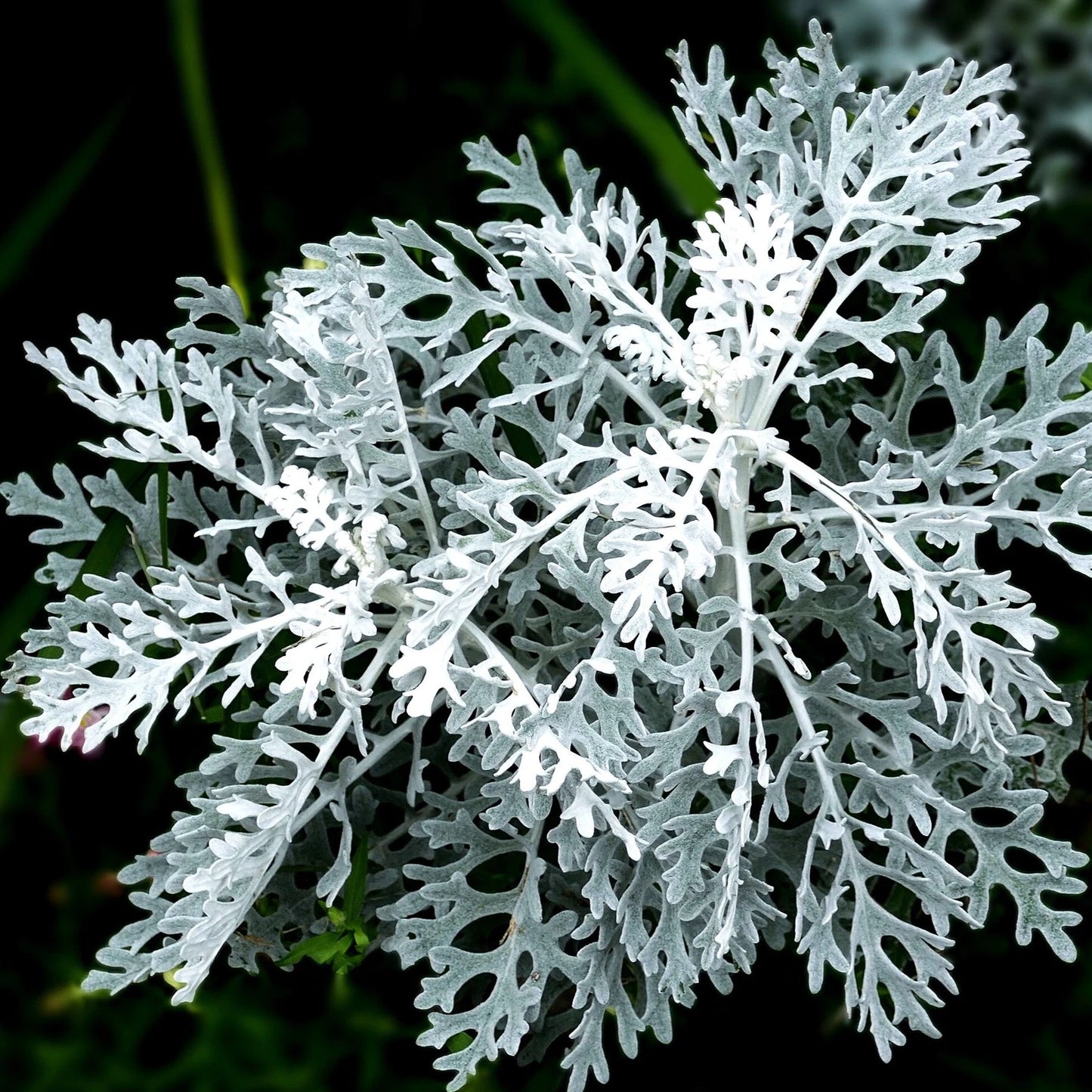 Dusty Miller Seeds - Fuzzy Silver White Leaf - Senecio Cineraria - Ideal for 2025 Planting