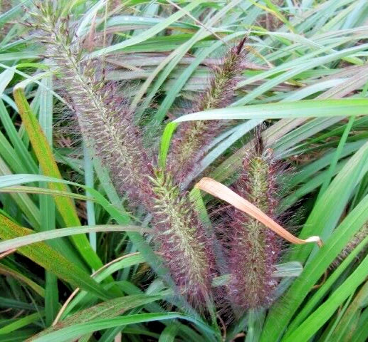 Black Fountain Grass Bare Roots, Variegated Green Pennisetum Alopecuroides var. Viridescens, Ornamental Plant