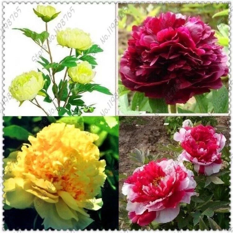10pc Mixed Color Peony Seeds - Garden Flower Plants - Paeonia spp. - Exotic Blooms - Easy to Grow - Free Shipping
