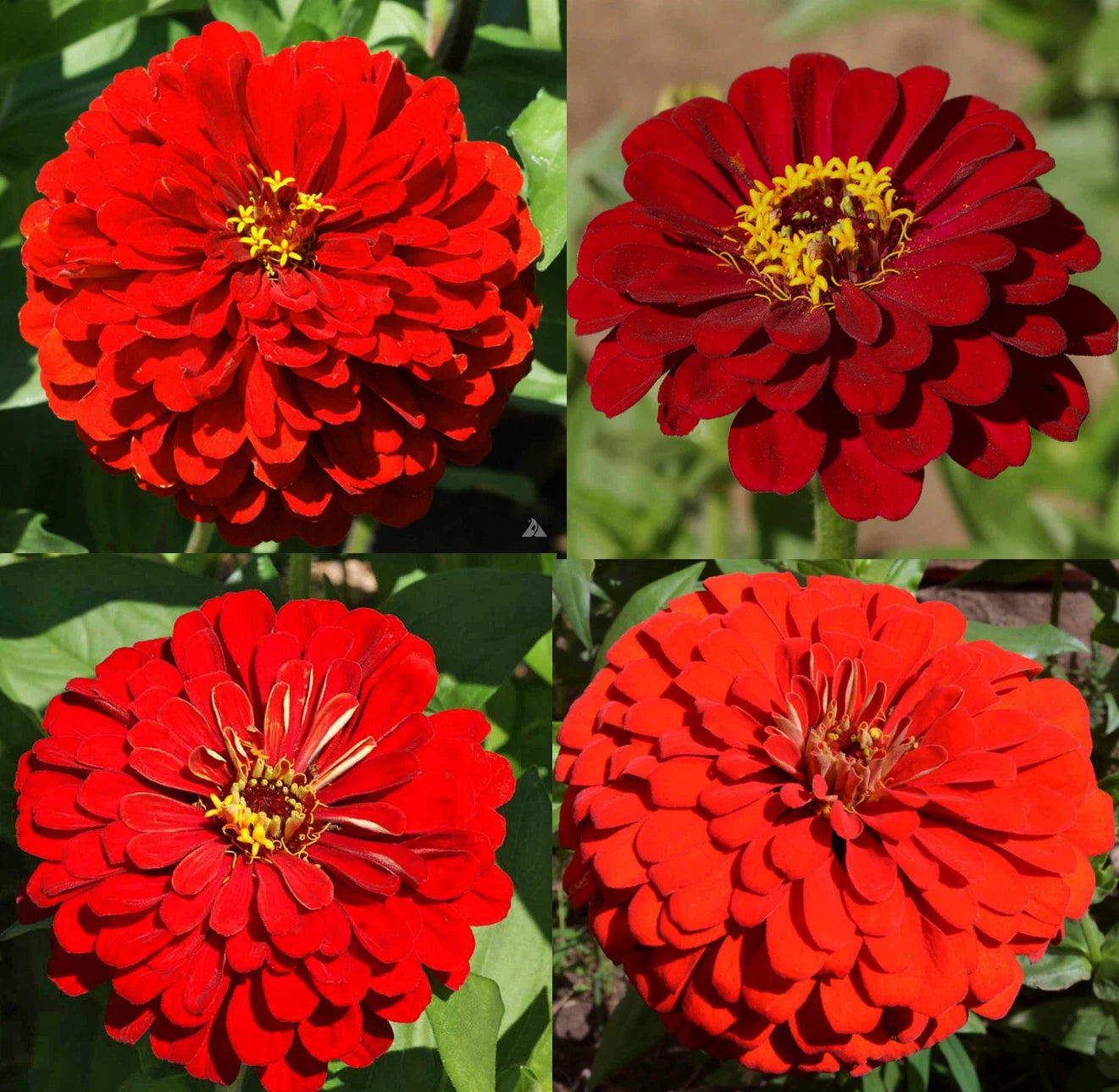 bulk zinnia flower seeds Zinnia Seeds Bulk - Hummingbird Reds Heirloom Non-GMO for Butterflies - 500  Seeds