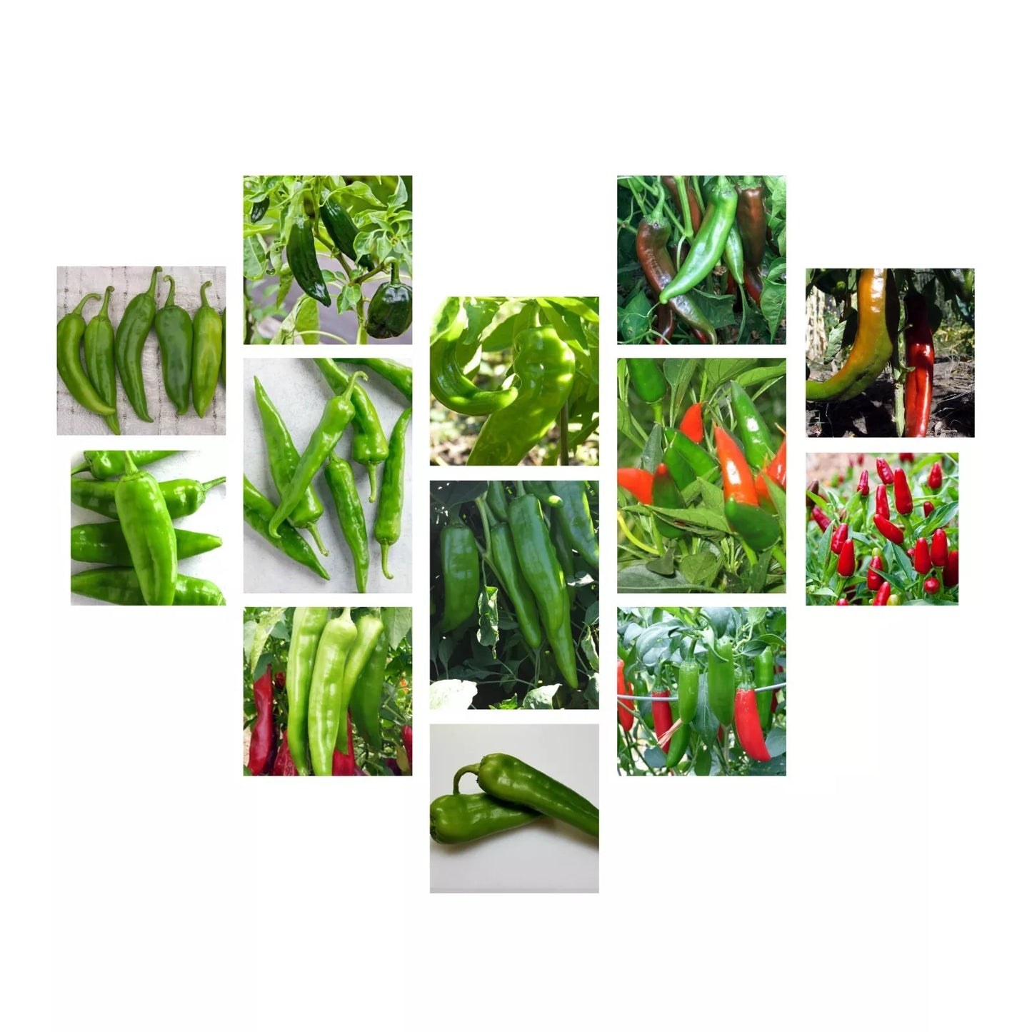 Chili Pepper Seeds Collection, NON-GMO, 12 Varieties, Capsicum annuum, Capsicum chinense, Free Shipping