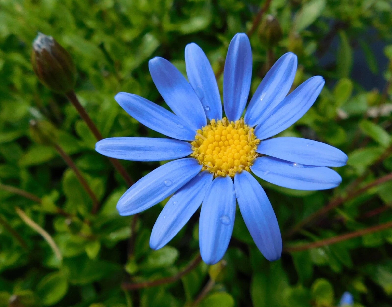 Felicia Blue Daisy Cuttings 10 Pack + 100 Seeds - Felicia bergeriana
