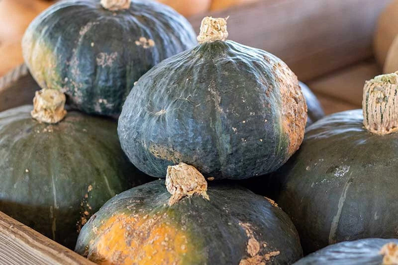 Buttercup Squash Seeds - 25+ Pack - Heirloom Variety - Cucurbita maxima - USA Grown
