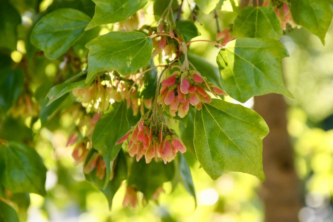Trident Maple Seeds 30 Pack – Acer Buergerianum Bonsai Tree Brilliant Fall Color Ideal For Bonsai Urban Cold Tolerant