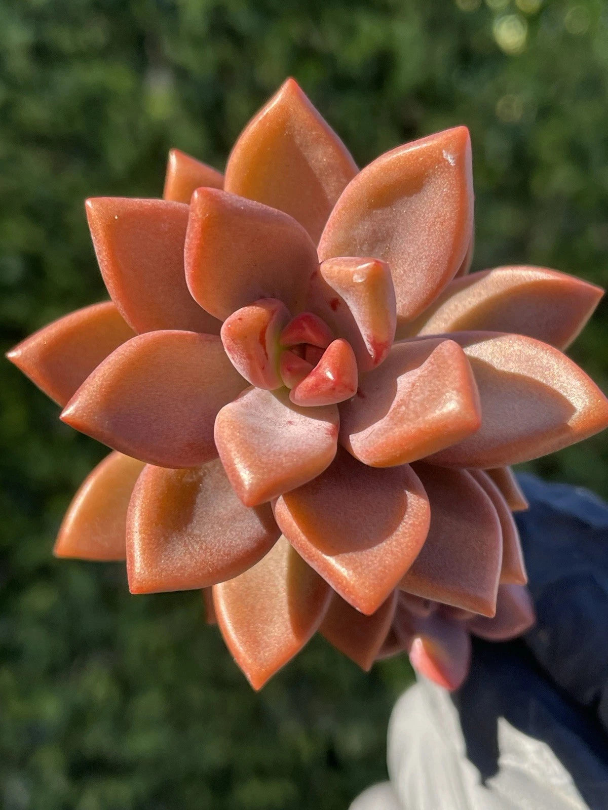 alpenglow succulent care Graptosedum Alpenglow Bronze Succulent