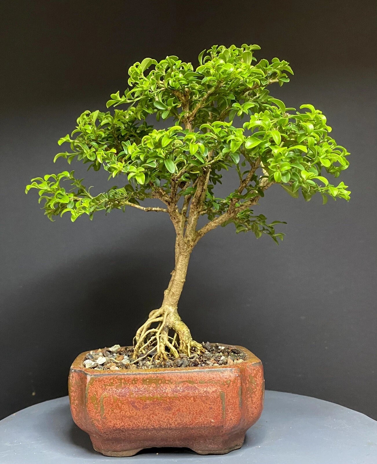 Bonsai Tree 9” Kingsville Boxwood in Chinese Glazed Pot - 12 Years Old - Ideal Indoor Plant for Home Decor