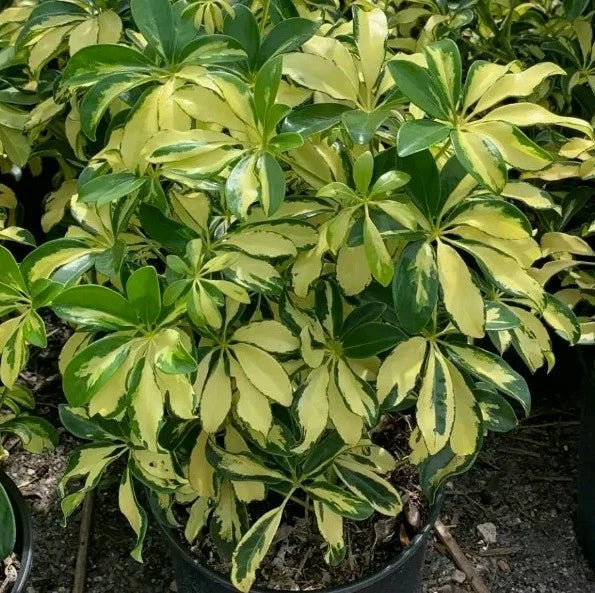 Variegated Schefflera Plant Cuttings | Tropical Indoor Houseplant | Bright  Green & Cream Leaves