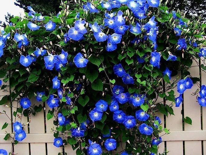 Blue Climbing Vine Seeds - 50 Pack for Planting - Perfect for Landscaping - (Thunbergia alata)