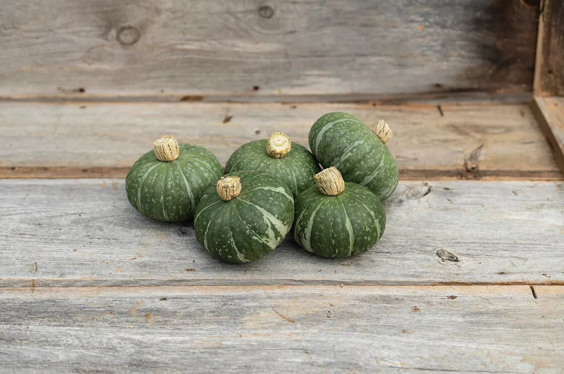 Kabocha Squash Seeds - 10 Sweet Jade, Dwarf Variety, Easy to Grow - Cucurbita maxima