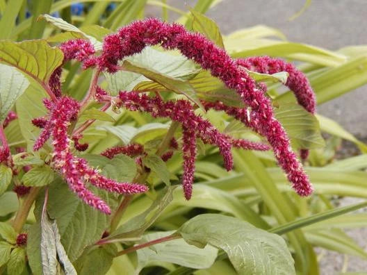 1155 Seeds - Love Lies Bleeding Red Ropes Flowers - Amaranthus caudatus - GroCo - Buy 15 Ships Free