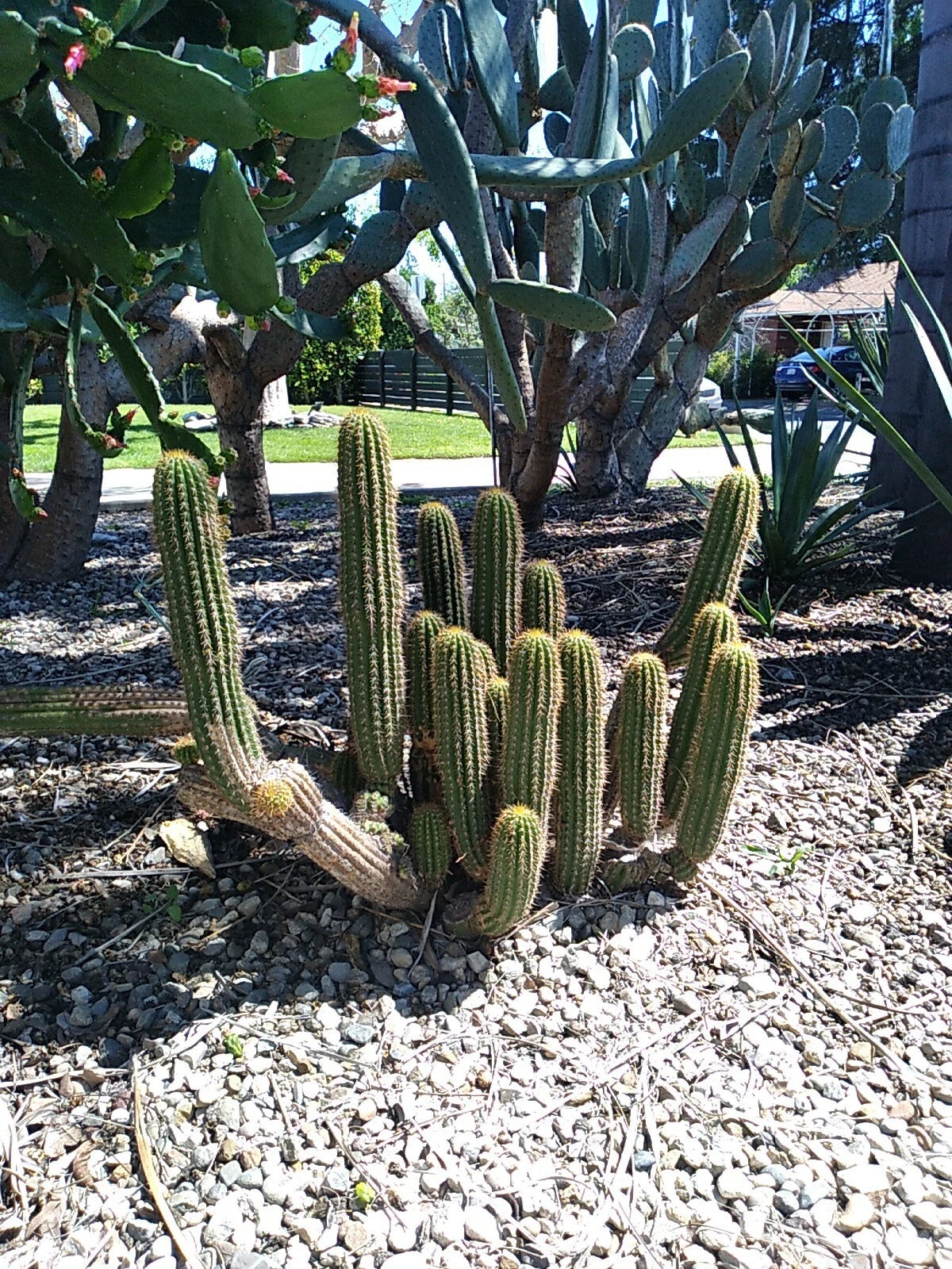 low maintenance indoor cactus plants 12" Echinopsis Spachiana Golden Torch Cactus Cutting