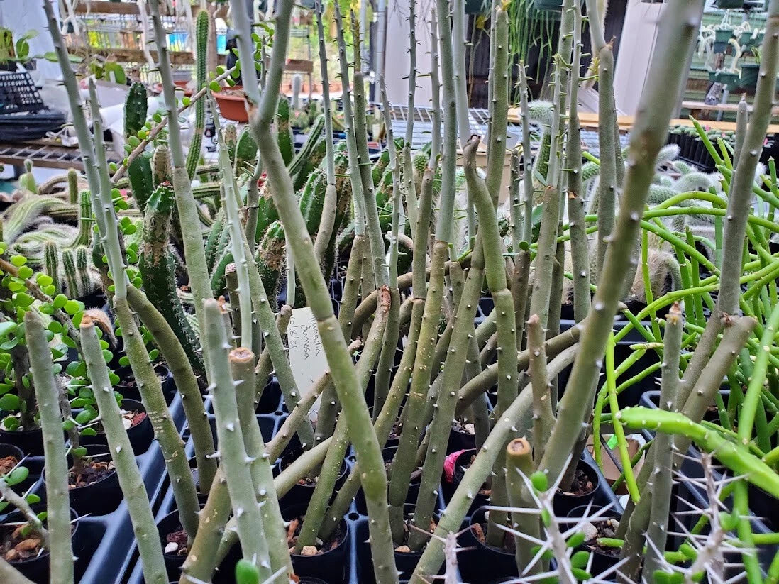 Alluaudia dumosa Rooted Cutting - Madagascar Succulent Plant - Unique Desert Flora