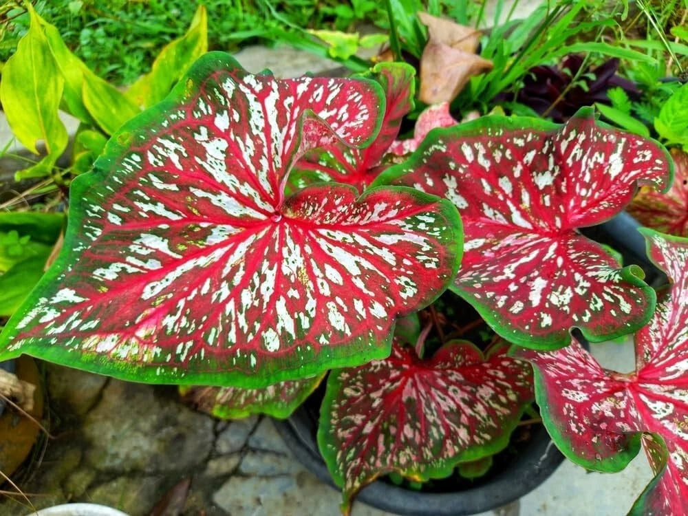 Caladium Bulbs - 2 Pack - Carolyn Whorton Variety - Ideal for Planting - Colorful Foliage