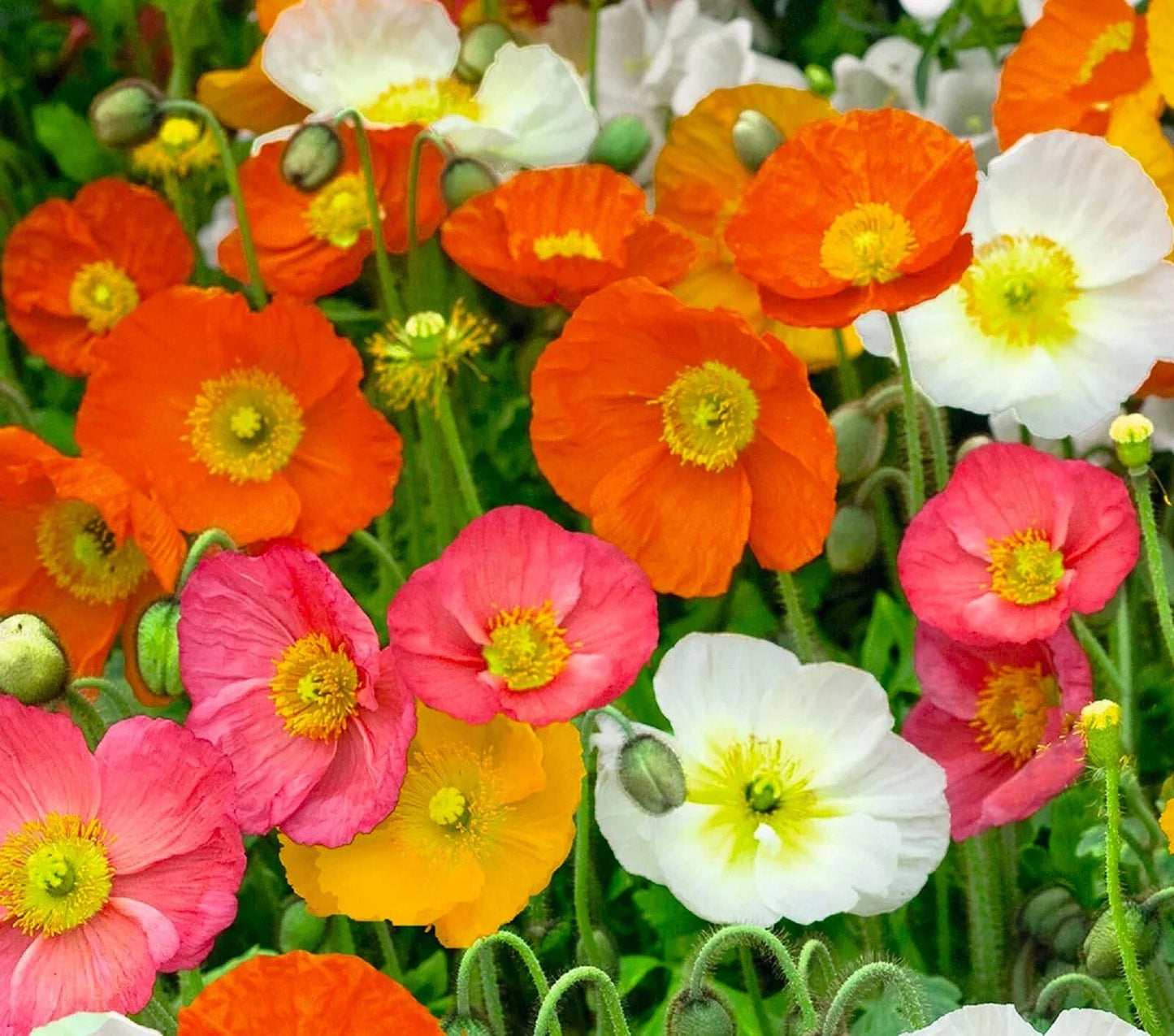 Iceland Poppy Seeds - 500+ Seeds - Mixed Colors - Papaver nudicaule