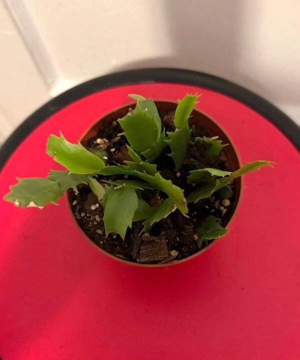 Thanksgiving Cactus Cuttings Potted Pink and Red - Schlumbergera Truncata Rooted Plants
