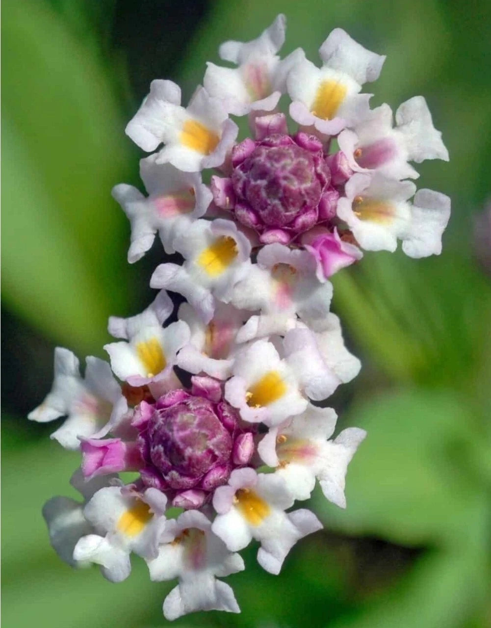 Turkey Tangle FrogFruit Seeds - 50+ Seeds, Capeweed, Creeping Charlie, Phyla nodiflora