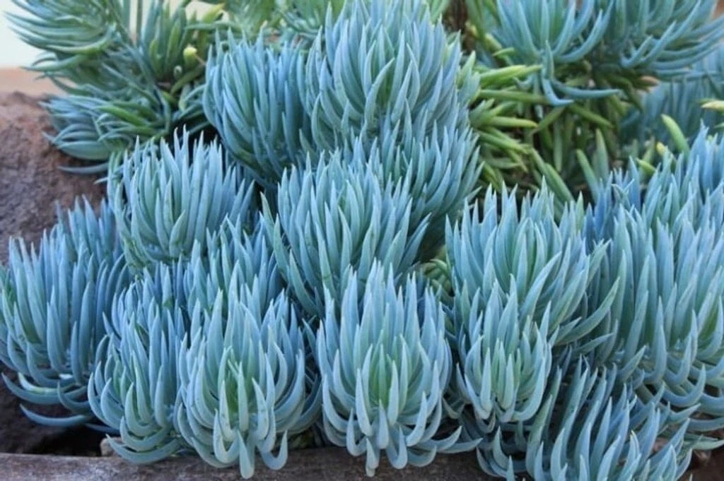 blue chalk succulent Blue Chalk Sticks Succulent Cutting - Healthy Rare Live Plant - Easy Care