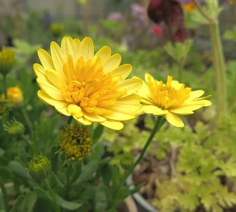 Cape Daisy Seeds - 50+ Yellow 3D Seeds for Garden Planting - Osteospermum ecklonis - USA