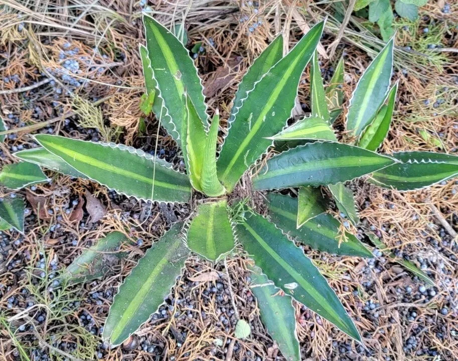 Variegated Agave Lophantha 'Splendida' 12-14