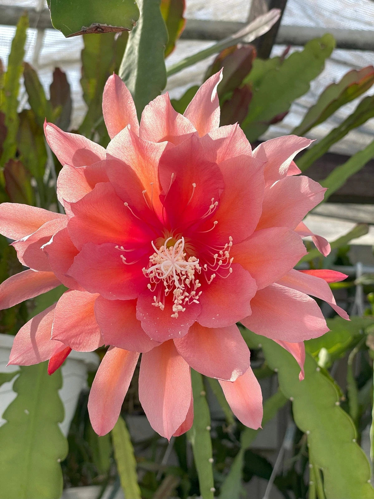 succulent starter Epiphyllum 'Southern Charm' Fully-Rooted Starter Pot | Succulent Plant | Tropical Cactus