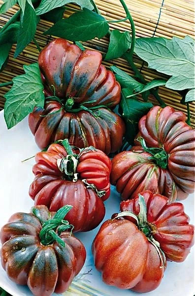 Black From Tula Tomato Seeds - 30+ Heirloom Organic NON-GMO - Rare Heirloom Variety for Home Garden - Solanum lycopersicum