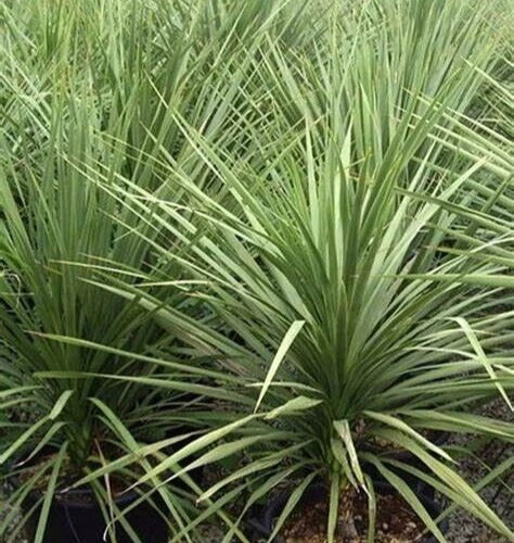 dracaena seeds Dracaena Spikes Seeds - 25 Count - Dracaena Fragrans
