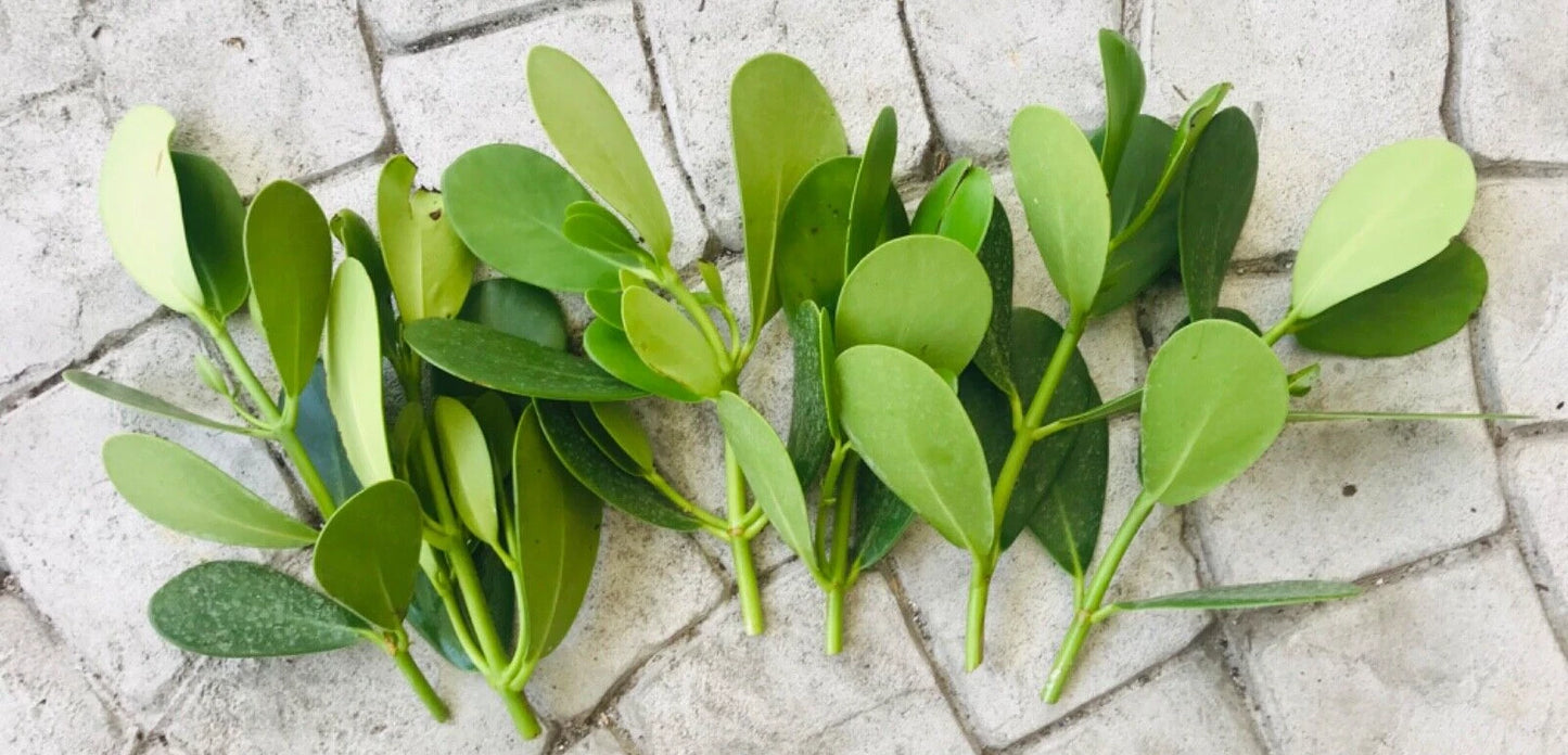 Clusia Rosea Autograph Tree Cuttings 9-Pack, Easy Propagation, Evergreen Bush, Tropical Ornamental Plant