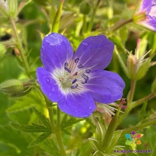 25+ Amy Doncaster Geranium Seeds for Garden Planting - Pelargonium 'Amy Doncaster' - USA Grown, Free Shipping