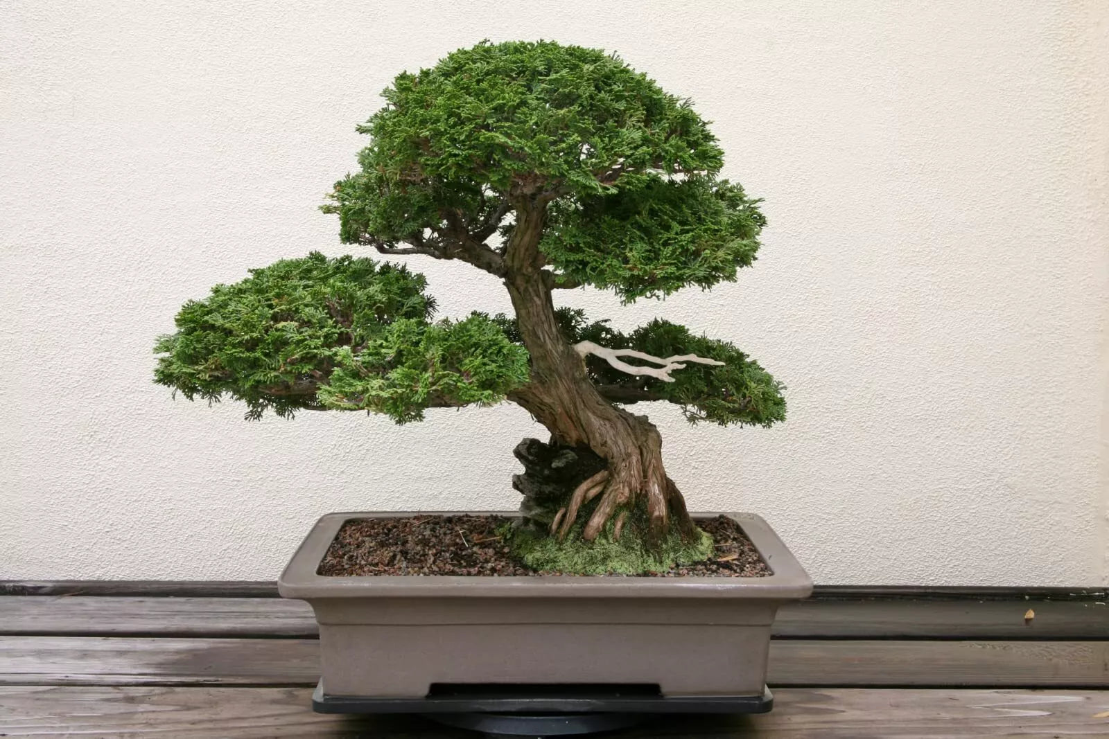 Hinoki Cypress Bonsai Tree Seeds - 20 Seeds - Evergreen Bonsai