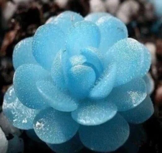 50Pcs Blue Succulent Seeds - Rare Indoor Mini Cactus Seeds - Perfect for Gardening - Ideal for Home Decor