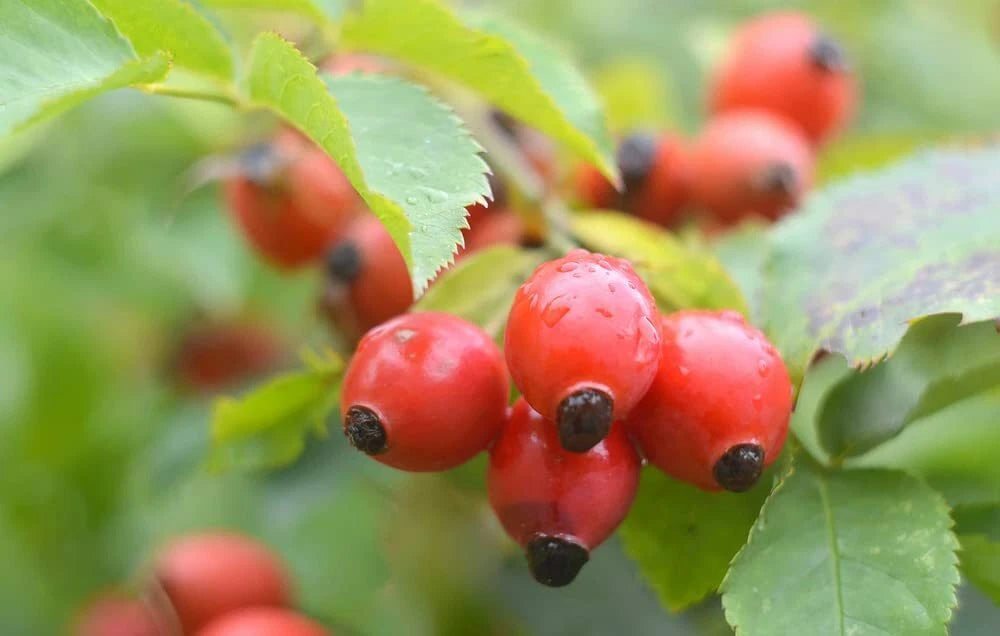 red rose tree seeds Dog Rose Bush Seeds - 50 Count - Rosa canina