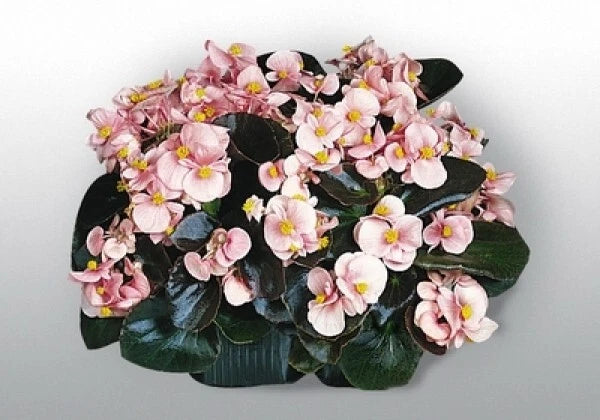 Begonia Seeds 100 Count - Cocktail Brandy Variety - Begonia x tuberhybrida