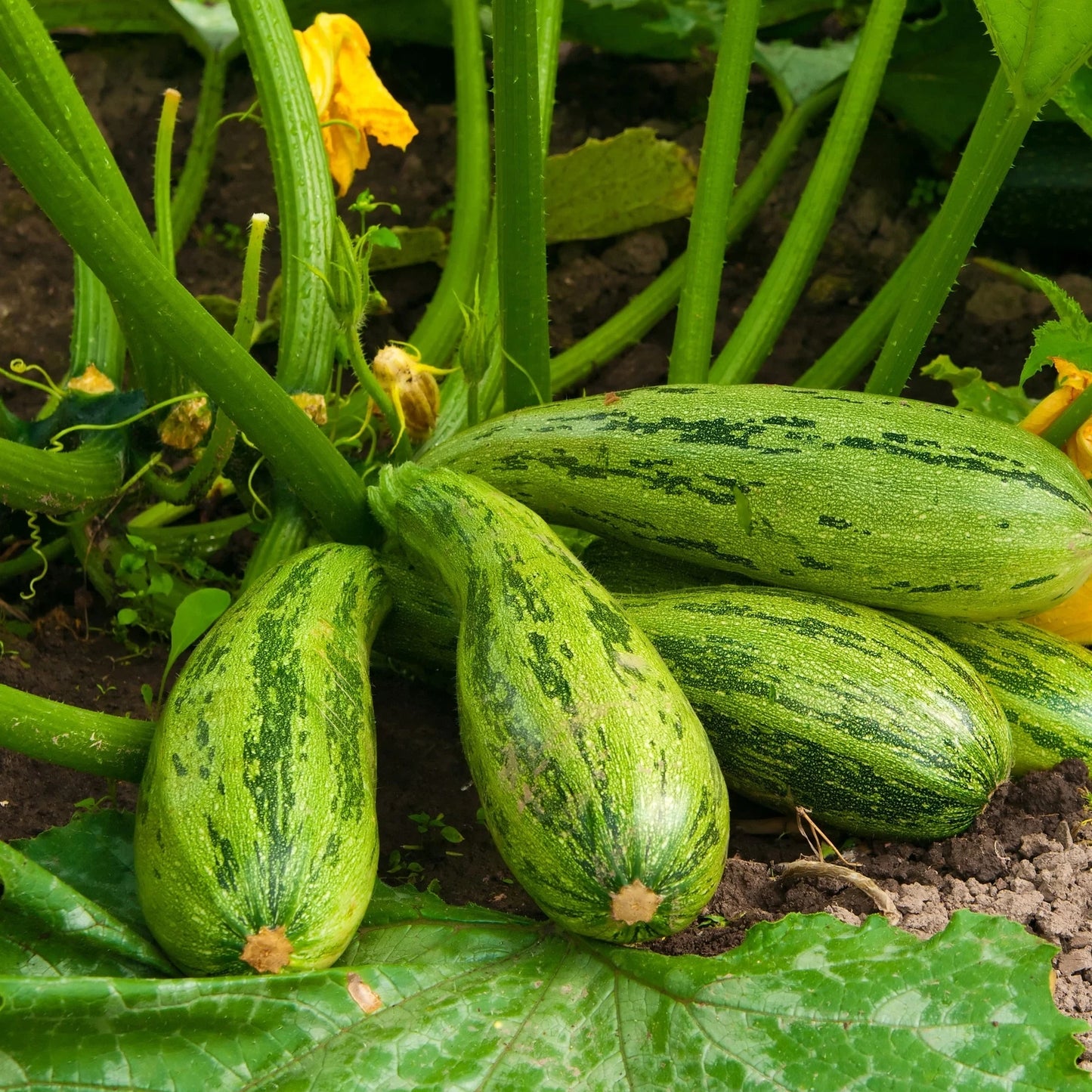 Caserta Zucchini Squash Seeds 15 Ct Non-GMO Summer Vegetable Curcurbita Pepo Seeds USA